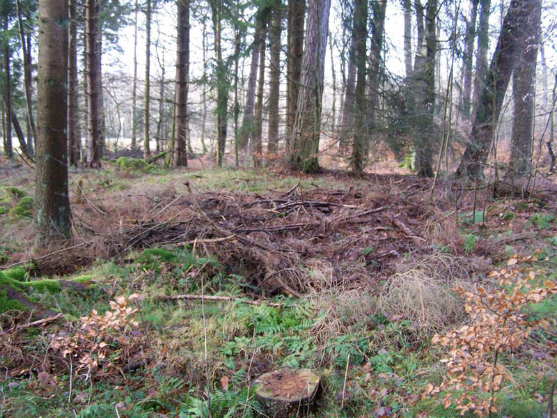 Huegelgraeberfeld Dockweiler Wald (PID:118688) Huegelgraeberfeld Dockweiler Wald