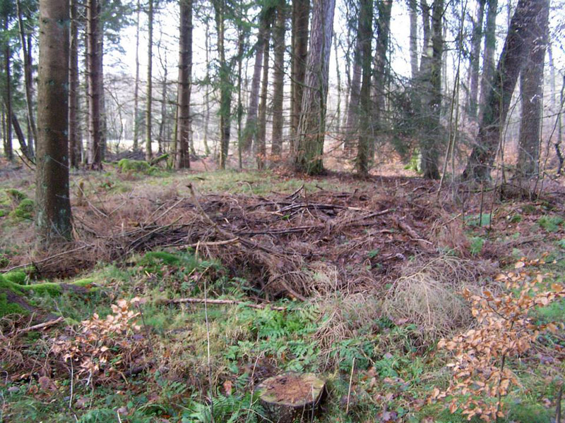 Huegelgraeberfeld Dockweiler Wald