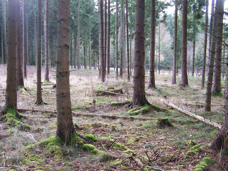 Click for full size image of Huegelgraeberfeld Dockweiler Wald (PID:118689) Huegelgraeberfeld Dockweiler Wald
