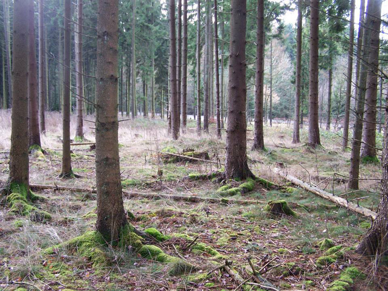 Huegelgraeberfeld Dockweiler Wald