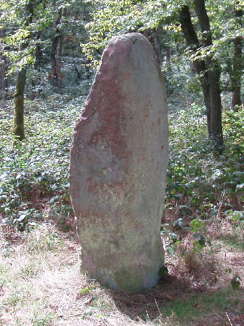 The Lange Stein stands near a hicking trail a bout 1 KM East of the hamlet of Neudorferhof near Obermoschel. it is about 1.90 Meters tall and is made out of red Limestone. Nearby, there are numerous tumuli, which could not be explored on account of numerous thorns and thistles in the dense woods.