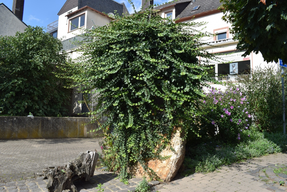 Click for the gallery page to add comments and vote (PID:262952) Hinkelstein II Enkirch