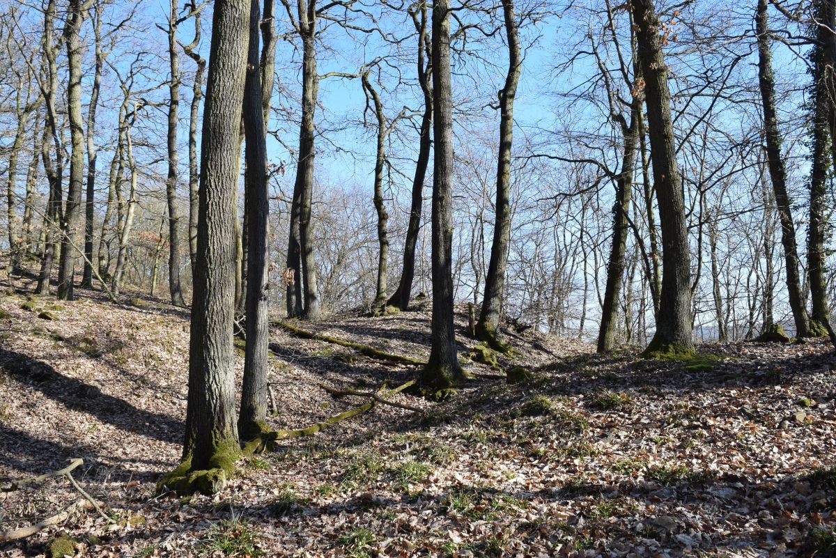 Click for the gallery page to add comments and vote (PID:223871) Wallanlage Dommelberg