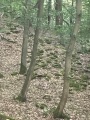 Druidenstein Moselkern - PID:199237