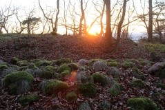 Drachenfels