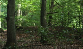 Fliegenstein von Wattenheim