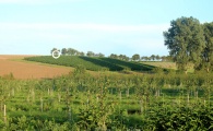 Click for full size image of Langer Stein Flonheim (PID:124516) Langer Stein Flonheim