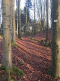 Maimont Keltenring