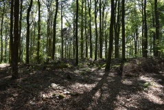 Alteburg Soonwald