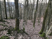Tempelkopf