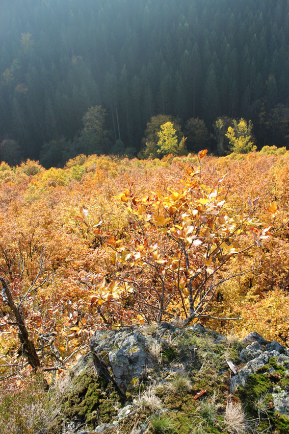 Click for the gallery page to add comments and vote (PID:141367) Fell Bergheiligtum (hill sanctuary)