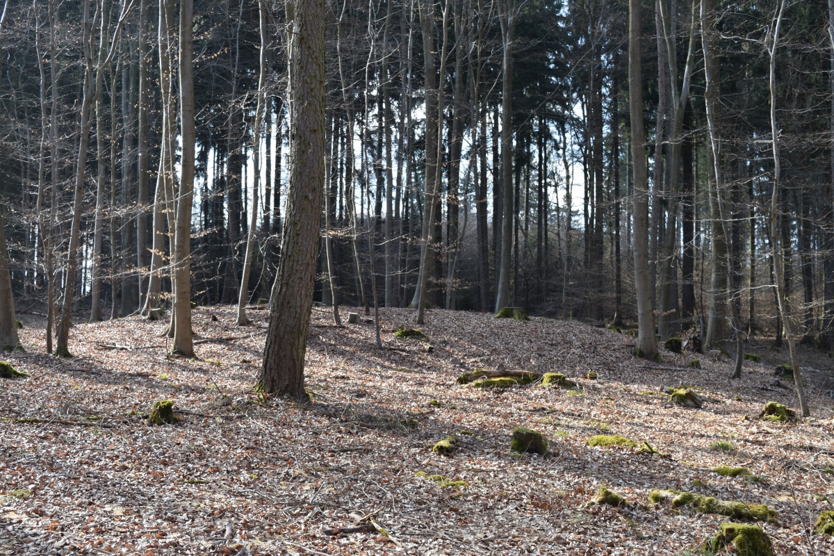 Grabhügelfeld Heimbach-Weis