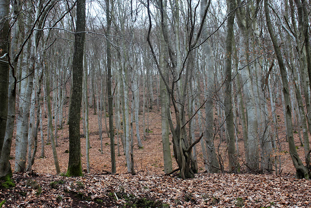 Mommerich Huenenwall