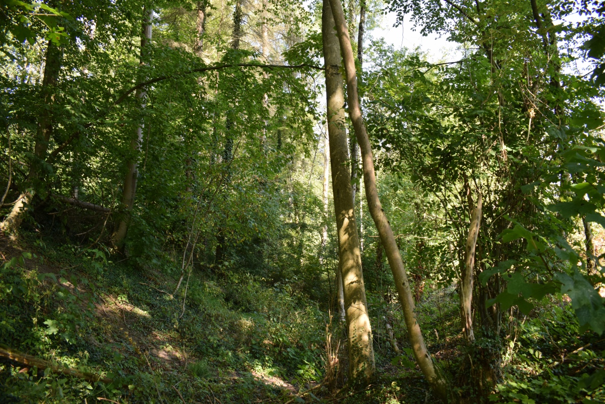 Click for the gallery page to add comments and vote (PID:277584) Hunnenschanze Borg