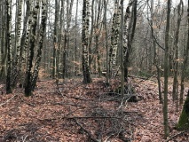 Grabhügel Ruhbachtal