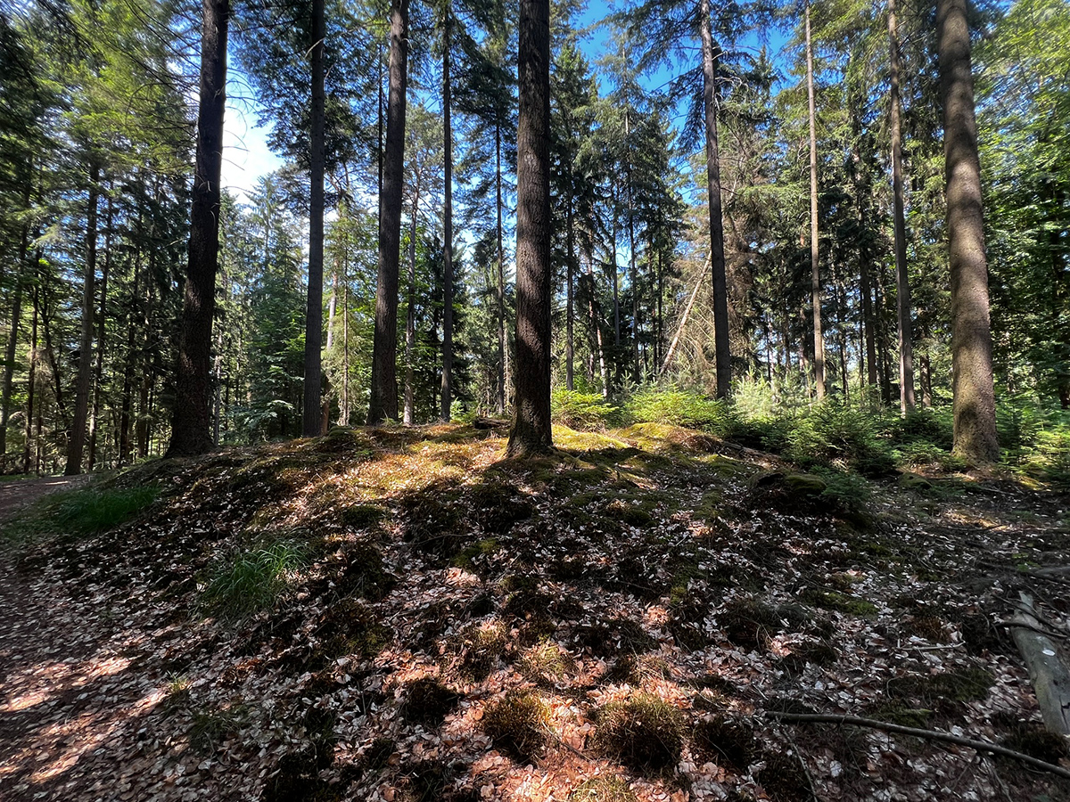 Huegelgraeber am Verlorenen Feld