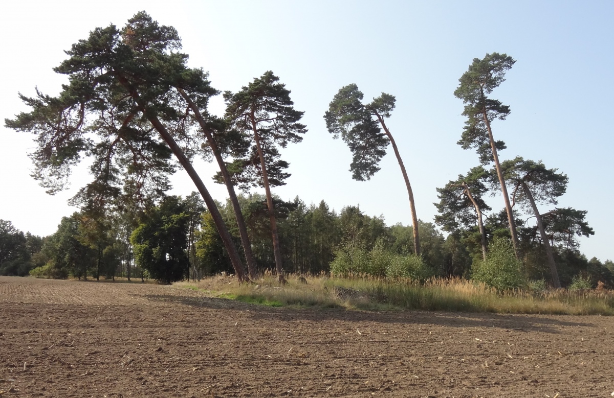 Click for the gallery page to add comments and vote (PID:223349) Hundisburg 14