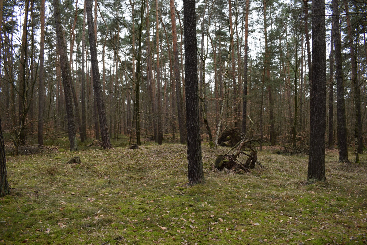 Click for the gallery page to add comments and vote (PID:286536) Lattenberg Hügelgräbergruppe