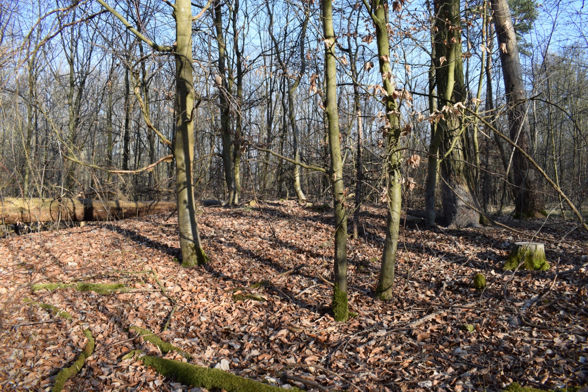 Click for the gallery page to add comments and vote (PID:287360) Nimbschen Hügelgrab 3