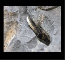Click for full size image of Menhir von Benzingerode (PID:198744) Menhir von Benzingerode