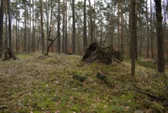 Lattenberg Hügelgräbergruppe