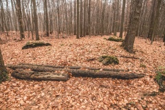Dolmen Marienborn