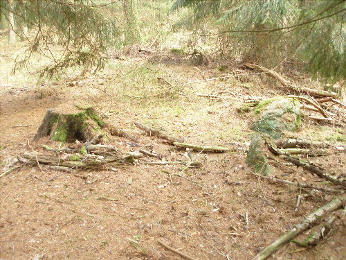 Click for the gallery page to add comments and vote (PID:33168) Sachsenwald Alter Hau (2)