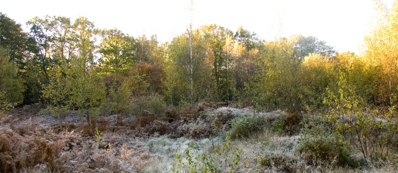 Albersdorf Langbett 1. A destroyed long barrow. The stones of the tomb were needed for building a cobblestone road between the cities of Heide and Itzehoe in 1860.

November 2009.