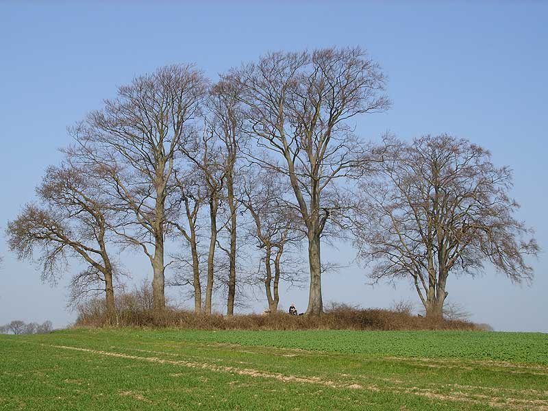 Click for the gallery page to add comments and vote (PID:46277) Birkenmoor Langbett (9)