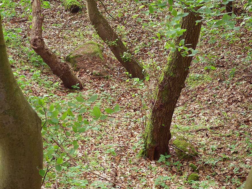 Remains of a Burial Chamber..

Some oddly shaped bolders at the edge of a deep hole,
this is obviously Sprockhoff's 184b.
Down at the bottom of that hole you can spot at least two more big stones.

Source:
Ernst Sprockhoff: Atlas der Megalithgraeber Deutschlands, Teil 1, Schleswig-Holstein