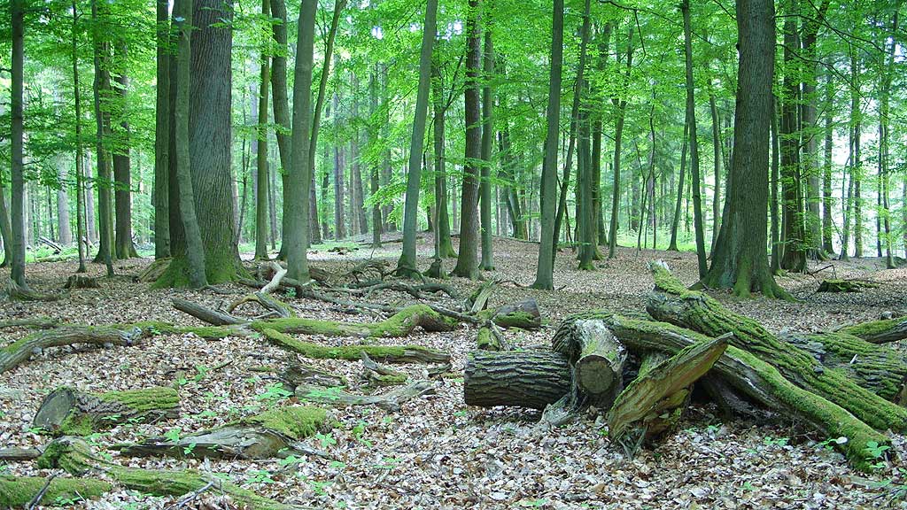 Round Barrow near Oedendorf.

I was on another search for those 'Schalensteine'.