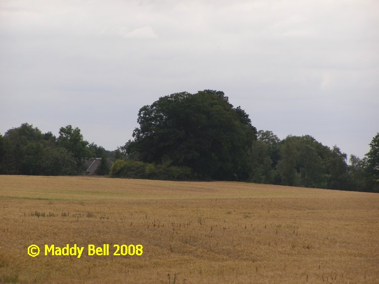 Click for the gallery page to add comments and vote (PID:42172) Birkenmoor Langbett (12)