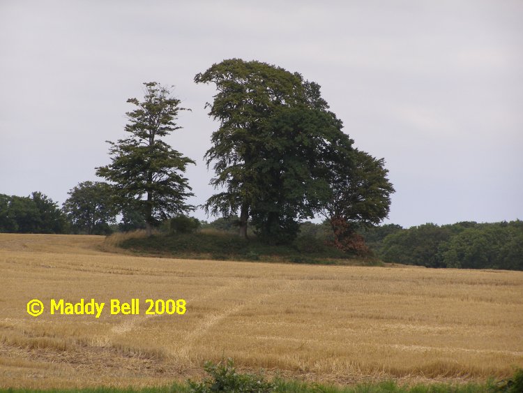 Click for the gallery page to add comments and vote (PID:42177) Birkenmoor Langbett (15)