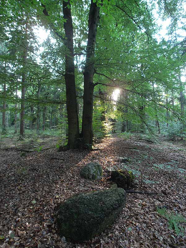 Sachsenwald Alter Hau (1)