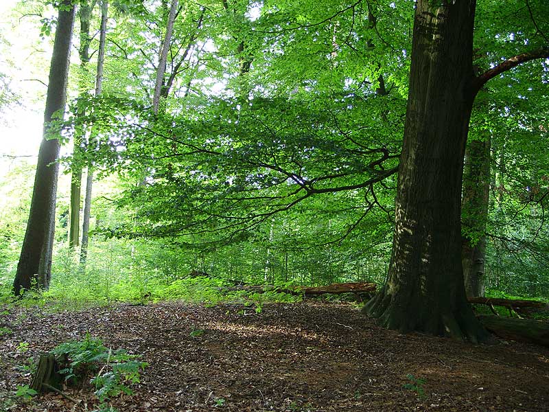 Schenefeld Huegelgrab
