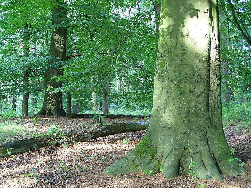 Schenefeld Huegelgrab