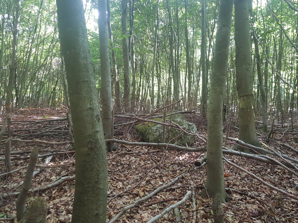 Sachsenwald Saupark 3