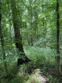Lensahn Langbett - PID:228902