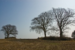 Birkenmoor Langbett (11)