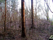 Eisendorf Grabhuegel 2