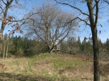 Nehmten Grabhügelgruppe