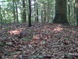Altenhof Langbett 1 - PID:77747