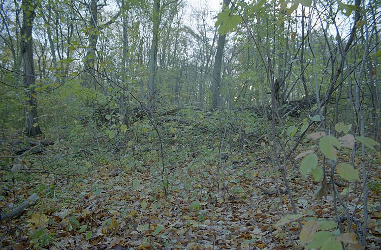 Grabhügel Am Tannenwäldchen (PID:26840) Grabhügel Am Tannenwäldchen