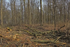 Prinzenschneise (1)