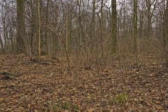 Prinzenschneise (4)