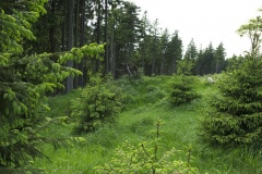 Wilder Kopf