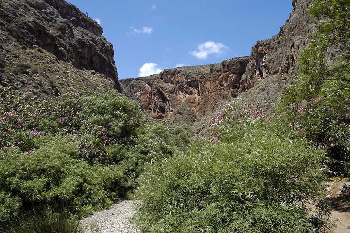 Click for the gallery page to add comments and vote (PID:64931) Gorge of the Dead