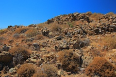 Vigla