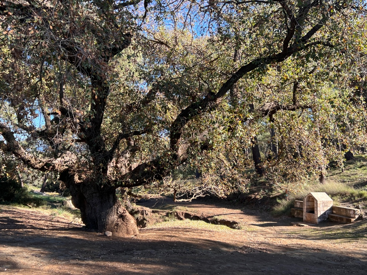 Aphrodite´s and Adonis´ Oak and Well