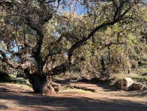 Aphrodite´s and Adonis´ Oak and Well